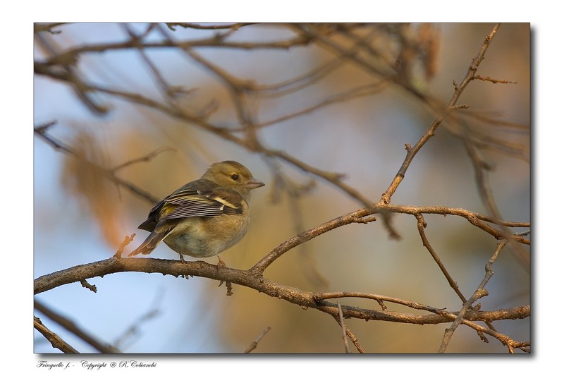 Fringuello -  Fringilla coelebs